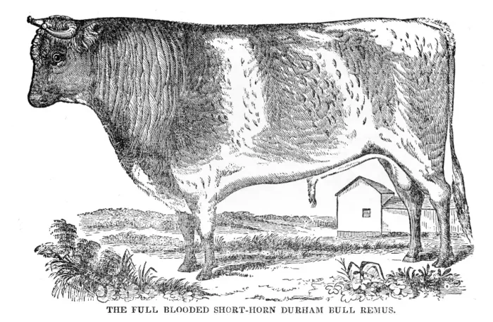 Framed Print : Full blooded Short horn bull 1841