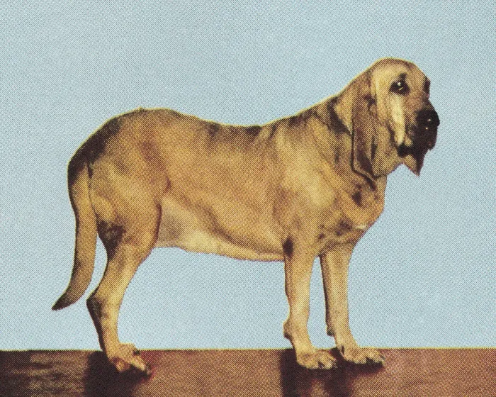 Framed Print : Bloodhound Framed Print : Bloodhound