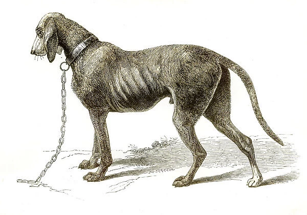 Bloodhound dog engraving 1851