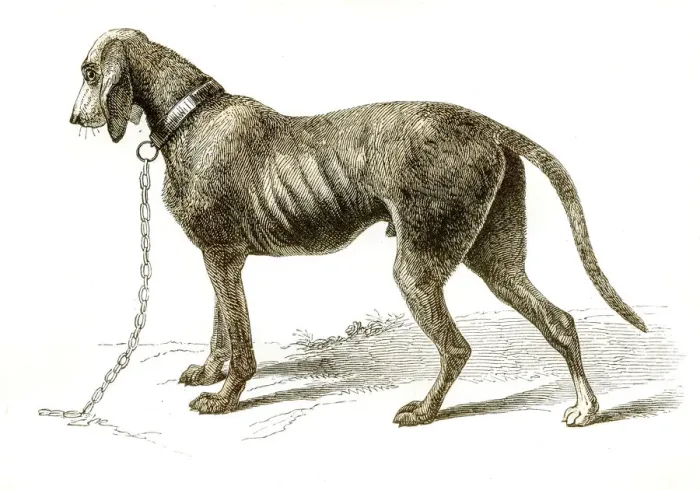 Framed Print : Bloodhound dog engraving 1851 Framed Print : Bloodhound dog engraving 1851