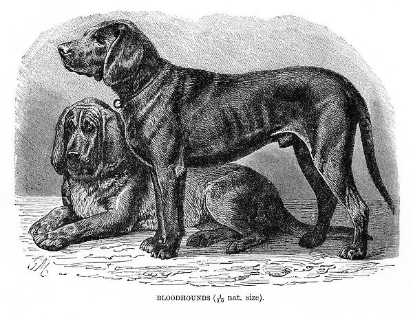Bloodhound dog engraving 1894