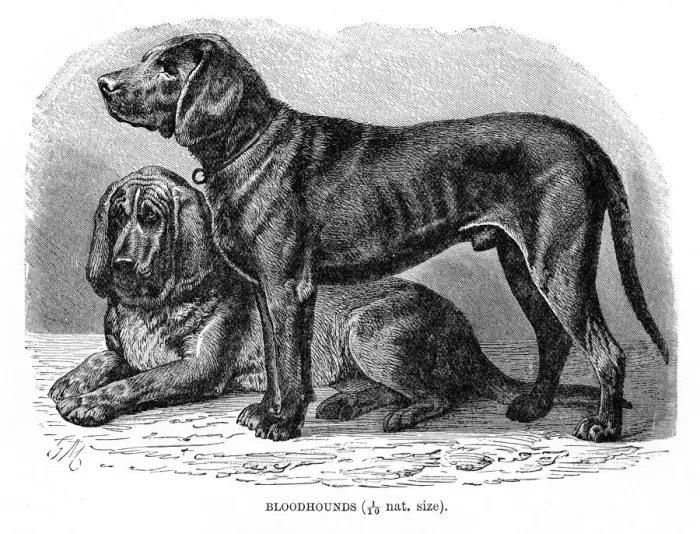 Framed Print : Bloodhound dog engraving 1894 Framed Print : Bloodhound dog engraving 1894