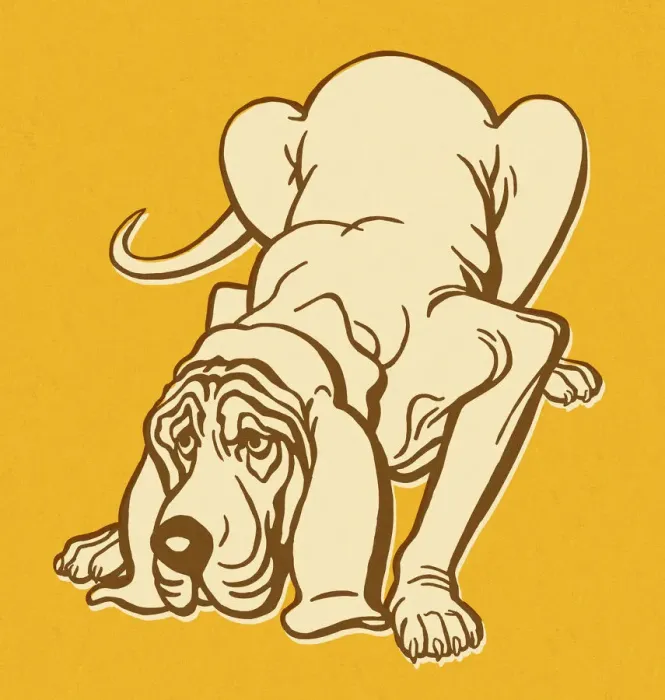 Framed Print : Bloodhound Dog Sniffing Framed Print : Bloodhound Dog Sniffing