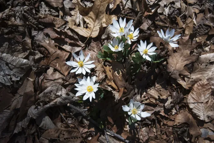 Framed Print : Bloodroot in bloom Framed Print : Bloodroot in bloom