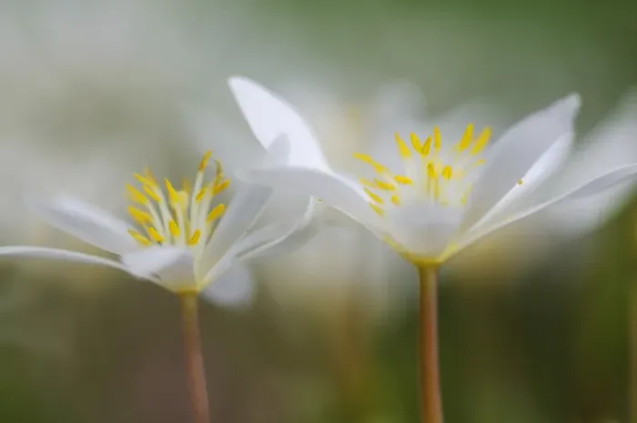Framed Print : Bloodroot -Sanguinaria canadensis- Framed Print : Bloodroot -Sanguinaria canadensis-