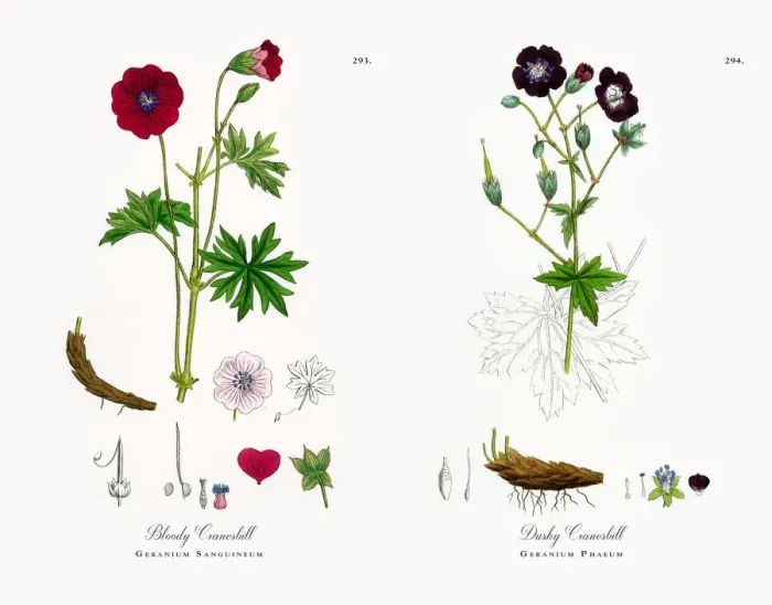 Framed Print : Bloody Cranesbill, Geranium Sanguineum, Victorian Botanical Illustration, 1863 Framed Print : Bloody Cranesbill, Geranium Sanguineum, Victorian Botanical Illustration, 1863