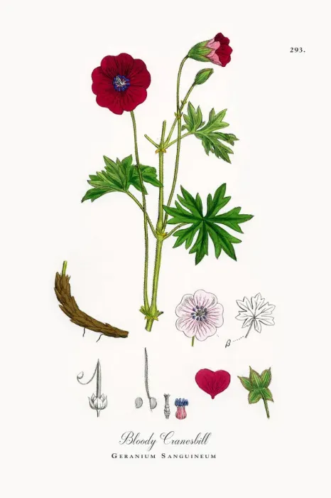 Framed Print : Bloody Cranesbill, Geranium Sanguineum, Victorian Botanical Illustration, 1863 Framed Print : Bloody Cranesbill, Geranium Sanguineum, Victorian Botanical Illustration, 1863
