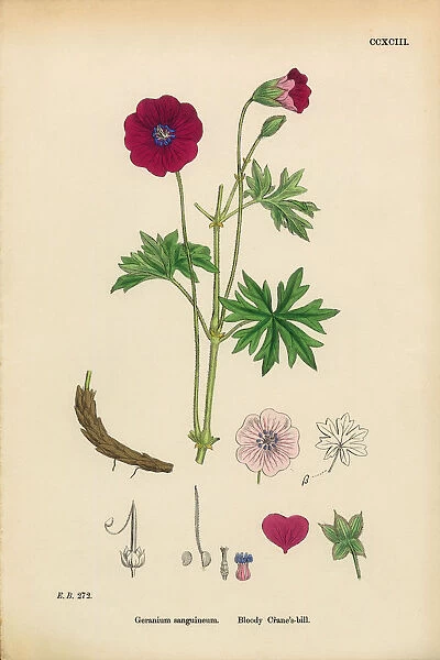 Bloody Cranesbill, Geranium Sanguineum, Victorian Botanical Illustration, 1863