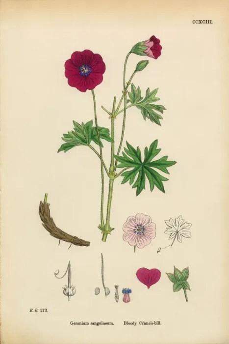 Framed Print : Bloody Cranesbill, Geranium Sanguineum, Victorian Botanical Illustration, 1863 Framed Print : Bloody Cranesbill, Geranium Sanguineum, Victorian Botanical Illustration, 1863