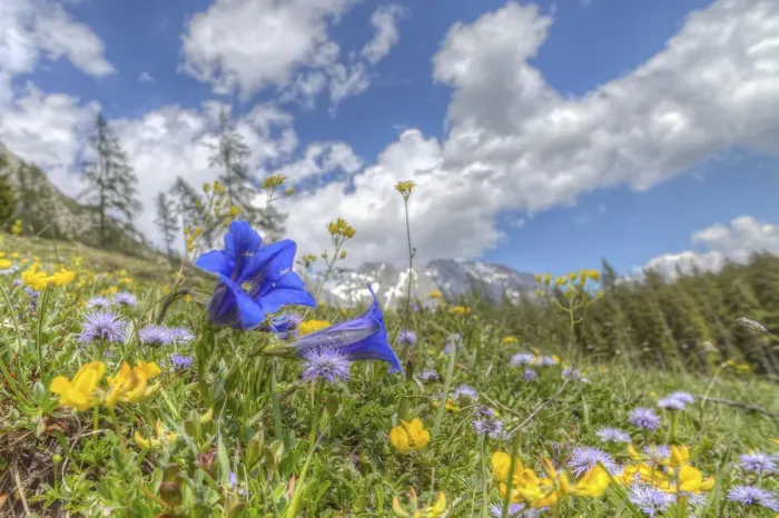 Framed Print : Blooming alpine meadow with Alpine Gentian -Gentiana alpina- at the front, Dachstein Mountains, Salzburger Land, Austria Framed Print : Blooming alpine meadow with Alpine Gentian -Gentiana alpina- at the front, Dachstein Mountains, Salzburger Land, Austria