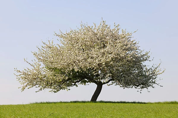 Blooming apple tree in a field, Lower Franconia, Bavaria, Germany, Europe