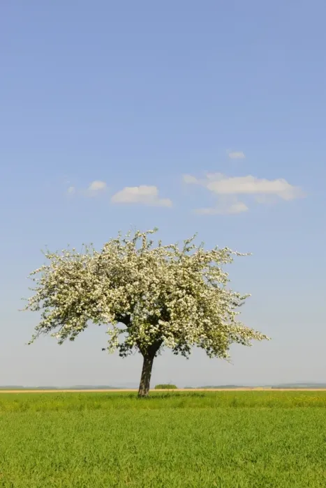 Framed Print : Blooming Apple tree -Malus- in spring Framed Print : Blooming Apple tree -Malus- in spring