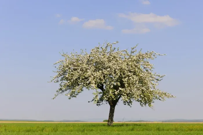 Framed Print : Blooming Apple tree -Malus- in spring Framed Print : Blooming Apple tree -Malus- in spring