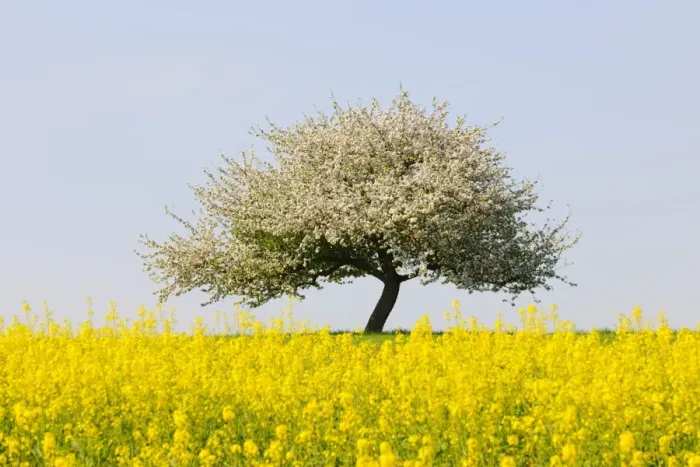Framed Print : Blooming apple tree in a rape field, Lower Franconia, Bavaria, Germany, Europe Framed Print : Blooming apple tree in a rape field, Lower Franconia, Bavaria, Germany, Europe