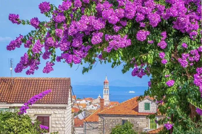 Framed Print : Blooming Bougainvillea, Sutivan, Brac island, Split-Dalmatia, Croatia Framed Print : Blooming Bougainvillea, Sutivan, Brac island, Split-Dalmatia, Croatia