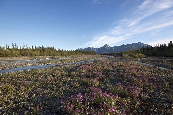 Blooming Broad-leaved Willowherb -Epilobium montanum- near subalpine creek, St. Elias Mountains behind, Kluane National Park and Reserve, Yukon Territory, Canada