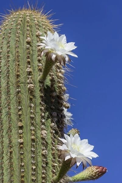 Blooming cactus Echinopsis chiloensis greenhouse, La Rioja, Argentina