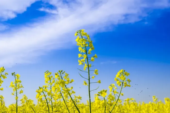 Framed Print : Blooming canola -Brassica napus-, East Holstein, Schleswig-Holstein, Germany Framed Print : Blooming canola -Brassica napus-, East Holstein, Schleswig-Holstein, Germany