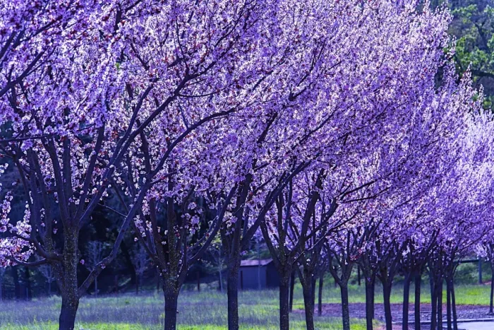 Framed Print : Blooming, Cherry, trees, branches Framed Print : Blooming, Cherry, trees, branches