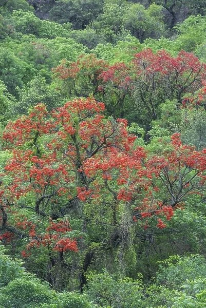 Blooming Cockspur Coral Tree -Erythrina crista-galli-, Salta, Argentina