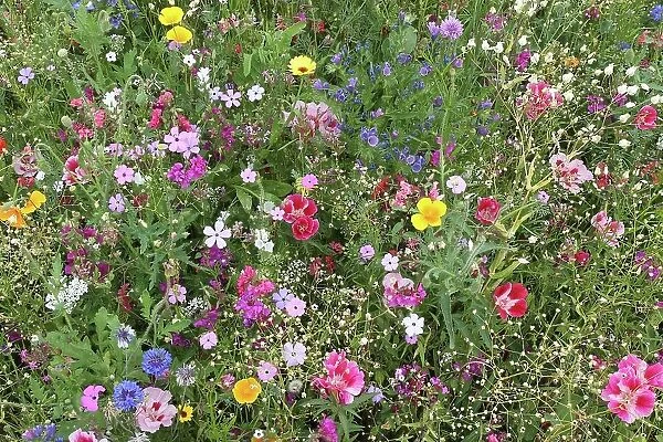 Blooming colourful flower meadow, garden sowing, Allgaeu, Bavaria, Germany