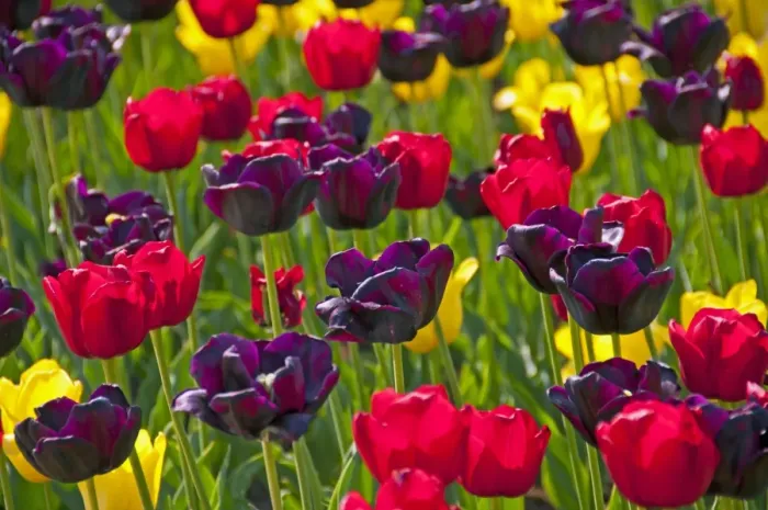 Framed Print : Blooming colourful Tulips -Tulipa- Framed Print : Blooming colourful Tulips -Tulipa-