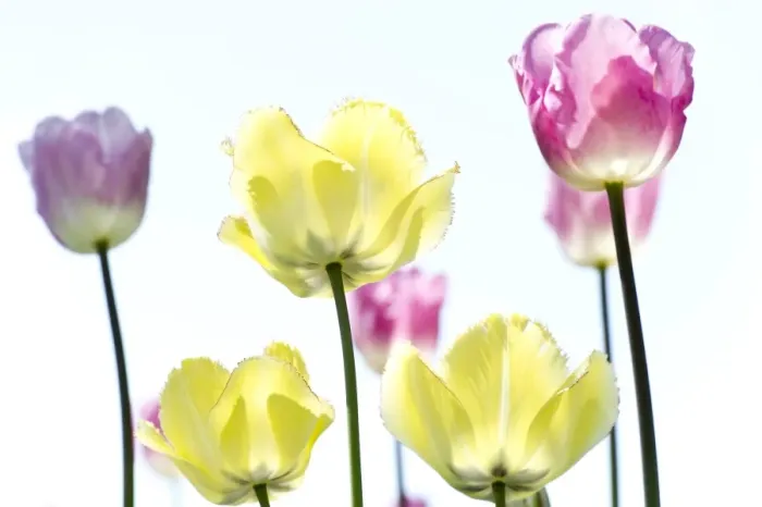 Framed Print : Blooming colourful Tulips -Tulipa-, Germany Framed Print : Blooming colourful Tulips -Tulipa-, Germany
