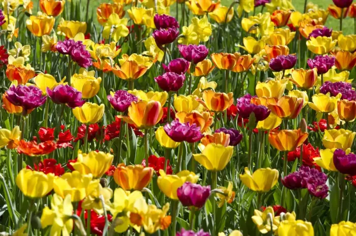 Framed Print : Blooming colourful Tulips -Tulipa-, Germany Framed Print : Blooming colourful Tulips -Tulipa-, Germany
