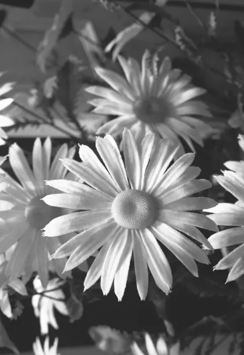 Framed Print : Blooming daisies, (B&W), close-up Framed Print : Blooming daisies, (B&W), close-up