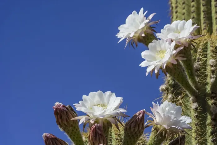 Framed Print : Blooming Echinopsis chiloensis cactus, La Rioja, Argentina Framed Print : Blooming Echinopsis chiloensis cactus, La Rioja, Argentina