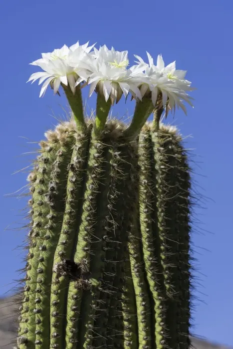 Framed Print : Blooming Echinopsis chiloensis cactus, La Rioja, Argentina Framed Print : Blooming Echinopsis chiloensis cactus, La Rioja, Argentina