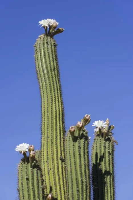 Framed Print : Blooming Echinopsis chiloensis cactus, La Rioja, Argentina