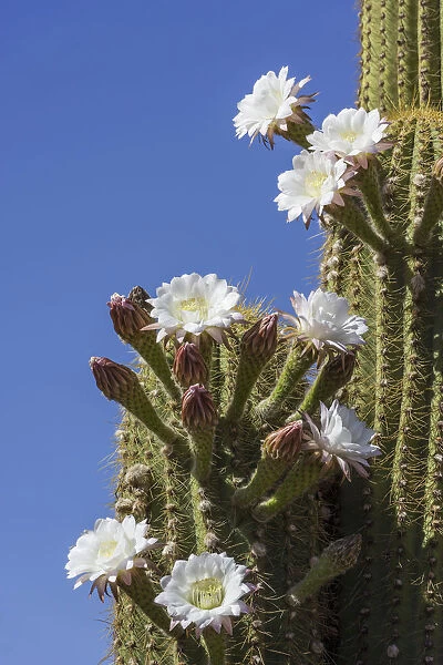 Blooming Echinopsis chiloensis cactus, La Rioja, Argentina