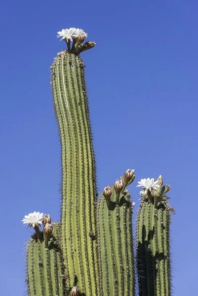 Blooming Echinopsis chiloensis cactus, La Rioja, Argentina