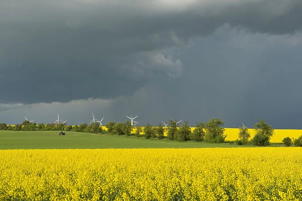 Blooming fields of rapeseed -Brassica napus- against a dark gray sky, Thuringia, Germany