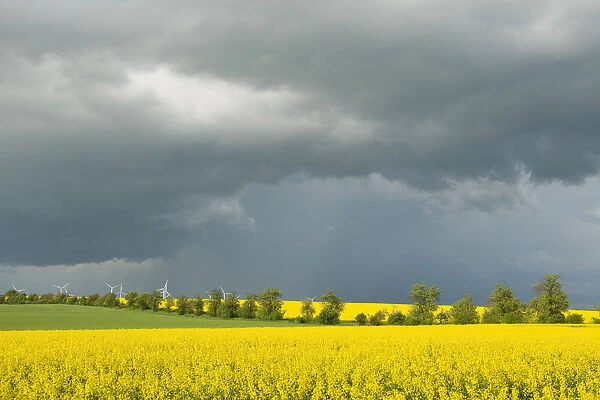 Blooming fields of rapeseed -Brassica napus- against a dark gray sky, Thuringia, Germany