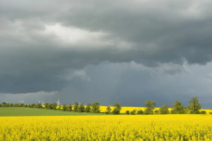 Framed Print : Blooming fields of rapeseed -Brassica napus- against a dark gray sky, Thuringia, Germany Framed Print : Blooming fields of rapeseed -Brassica napus- against a dark gray sky, Thuringia, Germany