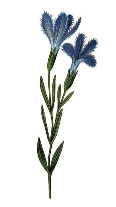Framed Print : Blooming flower (Gentianopsis ciliata) Framed Print : Blooming flower (Gentianopsis ciliata)