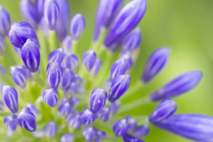 Framed Print : Blooming flowers Framed Print : Blooming flowers