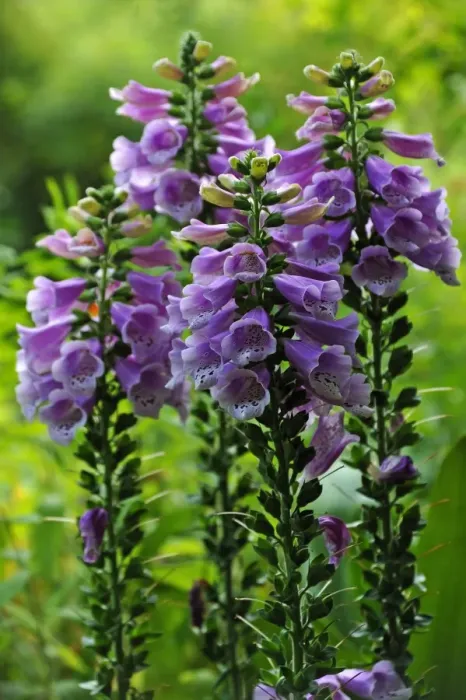 Framed Print : Blooming Foxglove -Digitalis purpurea-, Middle Franconia, Bavaria, Germany Framed Print : Blooming Foxglove -Digitalis purpurea-, Middle Franconia, Bavaria, Germany