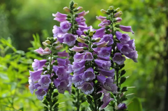 Framed Print : Blooming Foxglove -Digitalis purpurea-, Middle Franconia, Bavaria, Germany Framed Print : Blooming Foxglove -Digitalis purpurea-, Middle Franconia, Bavaria, Germany