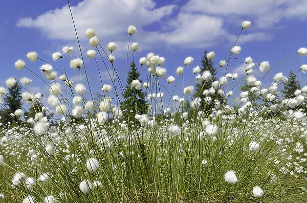 Blooming Hare s-tail Cottongrass, Tussock Cottongrass or Sheathed Cottonsedge -Eriophorum vaginatum- against a blue sky with white clouds, Inntal, Voralpenland, Raubling, Upper Bavaria, Bavaria, Germany