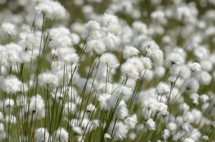Framed Print : Blooming Hare s-tail Cottongrass, Tussock Cottongrass or Sheathed Cottonsedge -Eriophorum vaginatum-, Inntal, Voralpenland, Raubling, Upper Bavaria, Bavaria, Germany Framed Print : Blooming Hare s-tail Cottongrass, Tussock Cottongrass or Sheathed Cottonsedge -Eriophorum vaginatum-, Inntal, Voralpenland, Raubling, Upper Bavaria, Bavaria, Germany