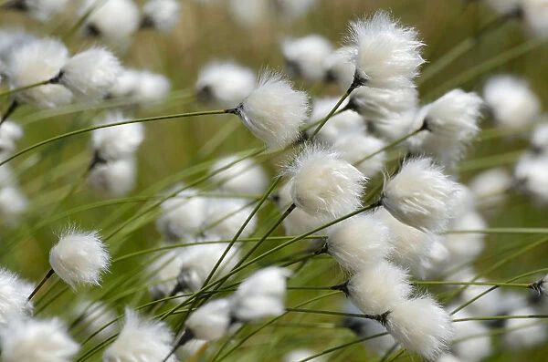 Blooming Hare s-tail Cottongrass, Tussock Cottongrass or Sheathed Cottonsedge -Eriophorum vaginatum-, Inntal, Voralpenland, Raubling, Upper Bavaria, Bavaria, Germany
