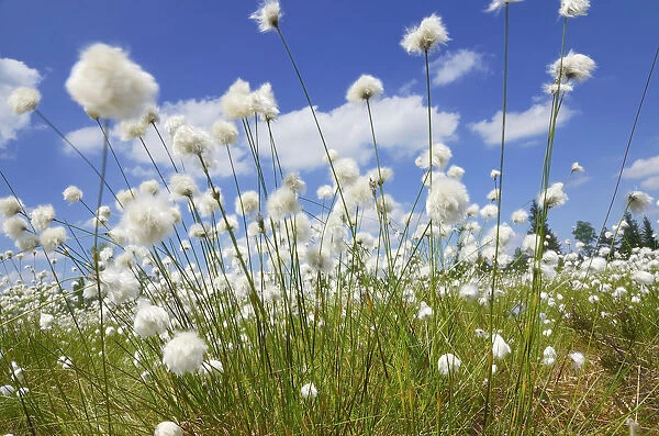 Blooming Hare s-tail Cottongrass, Tussock Cottongrass or Sheathed Cottonsedge -Eriophorum vaginatum- against a blue sky with white clouds, Inntal, Voralpenland, Raubling, Upper Bavaria, Bavaria, Germany
