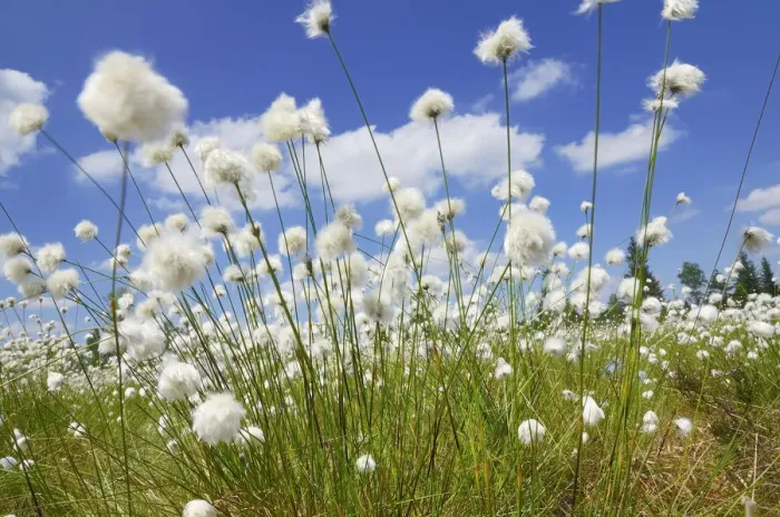 Framed Print : Blooming Hare s-tail Cottongrass, Tussock Cottongrass or Sheathed Cottonsedge -Eriophorum vaginatum- against a blue sky with white clouds, Inntal, Voralpenland, Raubling, Upper Bavaria, Bavaria, Germany Framed Print : Blooming Hare s-tail Cottongrass, Tussock Cottongrass or Sheathed Cottonsedge -Eriophorum vaginatum- against a blue sky with white clouds, Inntal, Voralpenland, Raubling, Upper Bavaria, Bavaria, Germany