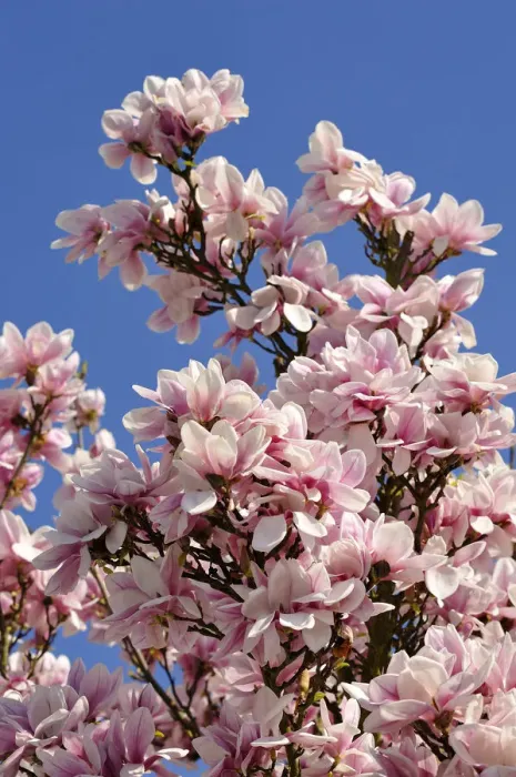 Framed Print : Blooming Magnolia -Magnolia- against a blue sky, Eckental, Middle Franconia, Bavaria, Germany Framed Print : Blooming Magnolia -Magnolia- against a blue sky, Eckental, Middle Franconia, Bavaria, Germany
