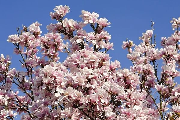 Blooming Magnolia -Magnolia- against a blue sky, Eckental, Middle Franconia, Bavaria, Germany