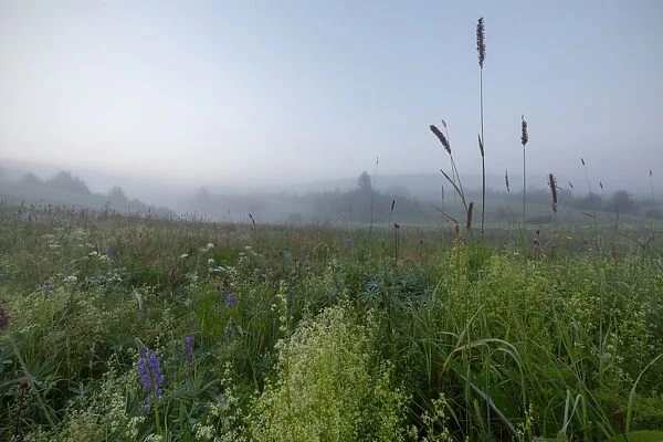 Blooming meadow on a misty summer morning