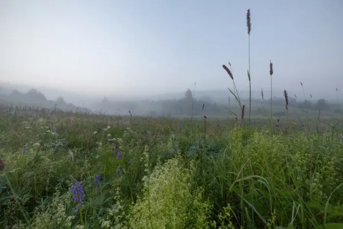 Framed Print : Blooming meadow on a misty summer morning